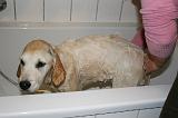 BAIN - GOLDEN RETRIEVER 060